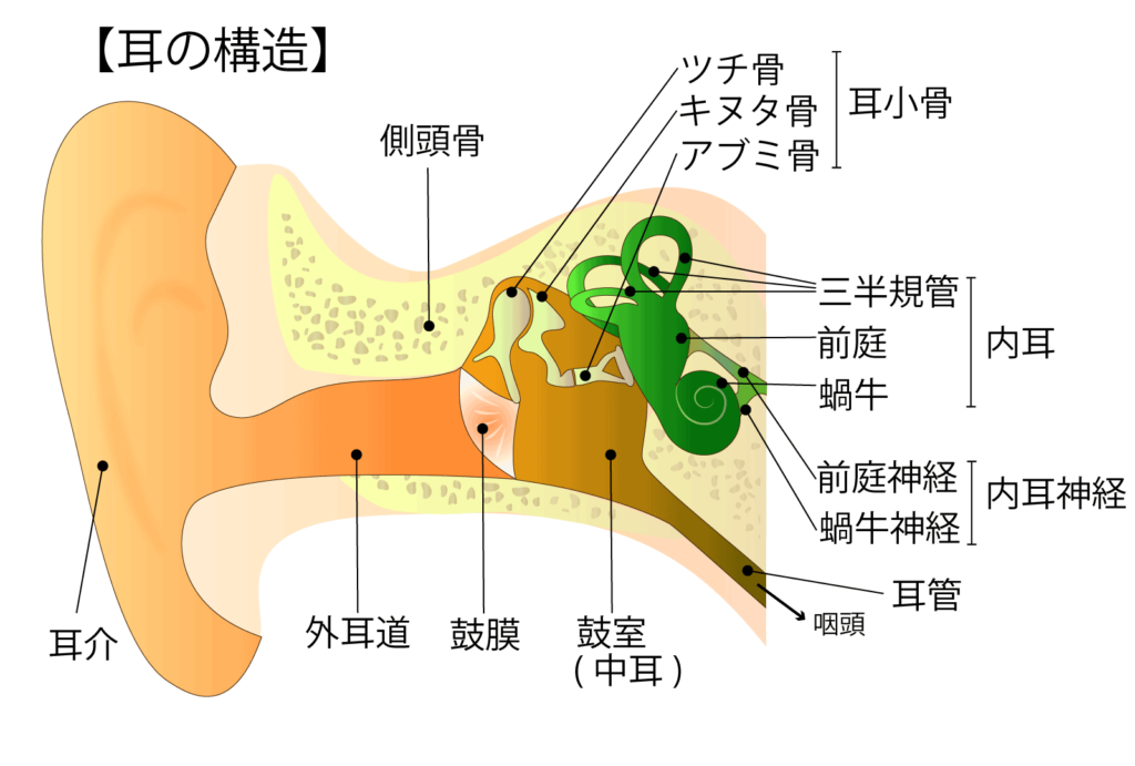 Ear anatomy