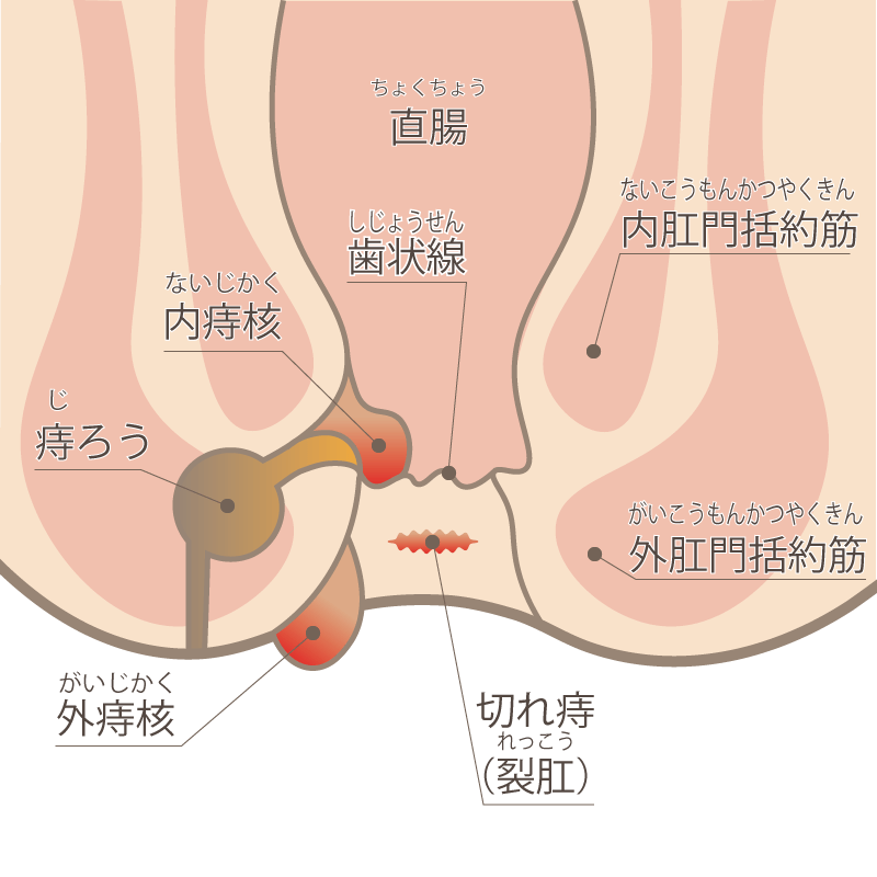 Anatomical chart of the anus